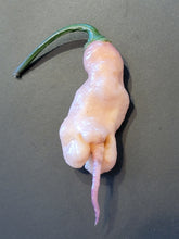 Load image into Gallery viewer, Jays Pink Ghost Scorpion 10+ Isolated Seeds