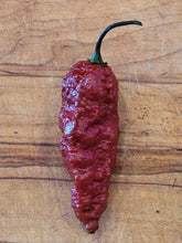 Load image into Gallery viewer, Caramel Ghost, Sweet & Smoky Super Hot pepper pods, isolated seeds by Atomic Pepper Seeds