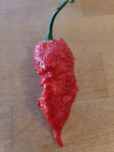 Load image into Gallery viewer, Leopard Reaper, Spotted Extreme Heat pepper pods, isolated seeds by Atomic Pepper Seeds