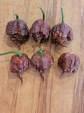Load image into Gallery viewer, Chocolate 7 Pot Primo 10+Isolated Seeds