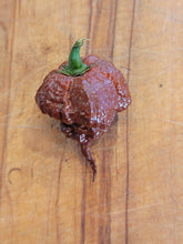 Load image into Gallery viewer, Chocolate 7 Pot Primo 10+Isolated Seeds