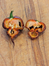 Load image into Gallery viewer, Chocolate 7 Pot Primo 10+Isolated Seeds