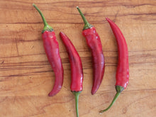 Load image into Gallery viewer, Vampire, Dark & Menacing Super Hot pepper pods, isolated seeds by Atomic Pepper Seeds