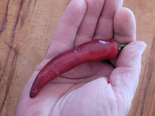 Load image into Gallery viewer, Vampire, Dark & Menacing Super Hot pepper close-up, hot pepper seeds grown in Nebraska