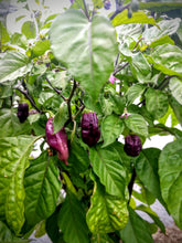 Load image into Gallery viewer, Primo x Purple Bhut 10+ Isolated seeds Capsicum chinense