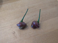 Load image into Gallery viewer, Cheiro Roxa 10+ Isolated seeds Capsicum chinense