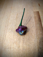 Load image into Gallery viewer, Cheiro Roxa 10+ Isolated seeds Capsicum chinense