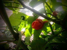 Load image into Gallery viewer, 7 Pot bubble gum red,  small  10+ Isolated seeds Capsicum chinense