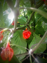 Load image into Gallery viewer, 7 Pot bubble gum red,  small  10+ Isolated seeds Capsicum chinense