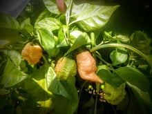 Load image into Gallery viewer, Bane strain peach 10+ Isolated seeds Capsicum chinense