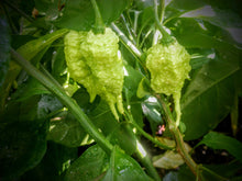 Load image into Gallery viewer, Primotalii 10+ Isolated seeds Capsicum chinense