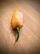 Load image into Gallery viewer, 7 Pot peach bubble gum 10+ Isolated seeds Capsicum chinense