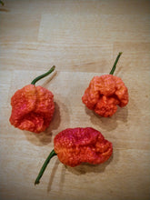 Load image into Gallery viewer, Mrm x 7 Pot Brown, red variant 10+ Isolated seeds Capsicum chinense