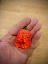 Load image into Gallery viewer, Mrm x 7 Pot Brown, red variant 10+ Isolated seeds Capsicum chinense