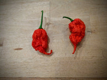 Load image into Gallery viewer, Primotalii 10+ Isolated seeds Capsicum chinense