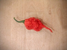 Load image into Gallery viewer, Primotalii 10+ Isolated seeds Capsicum chinense