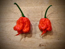 Load image into Gallery viewer, Carolina Reaper 10 + Isolated seeds capsicum chinense
