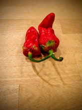 Load image into Gallery viewer, 7 pot bubble gum red, large 10 + Isolated seeds Capsicum chinense