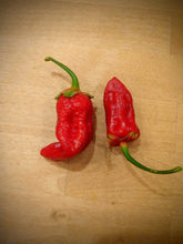 Load image into Gallery viewer, 7 pot bubble gum red, large 10 + Isolated seeds Capsicum chinense