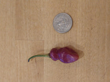 Load image into Gallery viewer, Fidalgo roxa 10 + Isolated seeds Capsicum chinense