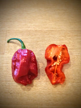 Load image into Gallery viewer, 7 Pot Red, Classic Trinidad Super Hot pepper close-up, superhot pepper seeds grown in Nebraska