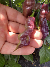Load image into Gallery viewer, Purple Tajmahal 10+ Isolated seeds Capsicum chinense