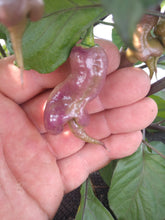 Load image into Gallery viewer, Purple Tajmahal 10+ Isolated seeds Capsicum chinense