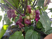 Load image into Gallery viewer, Purple Tajmahal 10+ Isolated seeds Capsicum chinense