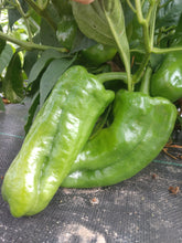 Load image into Gallery viewer, Urfa Biber 10+ isolated seeds capsicum annuum