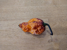 Load image into Gallery viewer, Pockmark Orange, Bumpy Super Hot pepper harvest, isolated pepper seeds for sale