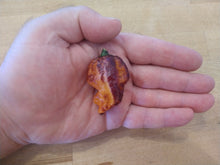 Load image into Gallery viewer, Pockmark Orange, Bumpy Super Hot pepper close-up, hot pepper seeds grown in Nebraska