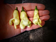 Load image into Gallery viewer, Aji Confusion 10+ Isolated Seeds Capsicum Baccatum