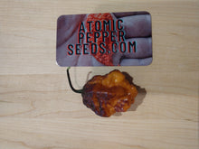 Load image into Gallery viewer, Pockmark Orange, Bumpy Super Hot pepper pods, isolated seeds by Atomic Pepper Seeds