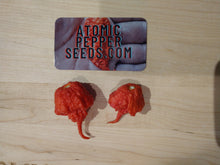 Load image into Gallery viewer, Carolina Reaper 10 + Isolated seeds capsicum chinense