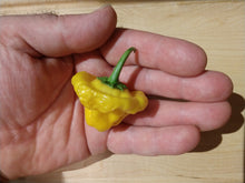 Load image into Gallery viewer, Jamaican Yellow Mushroom 10+ Isolated Seeds