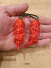 Load image into Gallery viewer, T-REX RED 10+ Isolated Seeds Capsicum Chinense