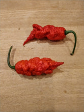 Load image into Gallery viewer, T-REX RED 10+ Isolated Seeds Capsicum Chinense