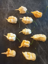 Load image into Gallery viewer, Carolina Reaper x Peach Ghost 10+ Isolated Seeds Capsicum Chinense