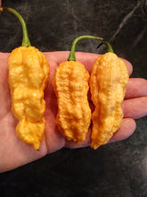 Load image into Gallery viewer, Andys King Bhut Orange Copenhagen 10+ Isolated Seeds Capsicum Chinense
