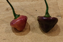 Load image into Gallery viewer, Cheiro Roxa 10+ Isolated seeds Capsicum chinense