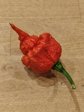 Load image into Gallery viewer, The Beast 10+ Isolated Seeds Capsicum Chinense