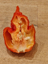 Load image into Gallery viewer, The Beast 10+ Isolated Seeds Capsicum Chinense