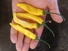 Load image into Gallery viewer, Aji lemon drop 10+ Isolated Seeds