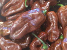 Load image into Gallery viewer, 7 Pot Chocolate 10+ Isolated seeds Capsicum chinense