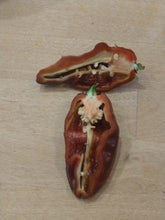 Load image into Gallery viewer, 7 Pot Chocolate 10+ Isolated seeds Capsicum chinense
