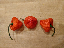 Load image into Gallery viewer, Scotch Brains, Brainy Bonnet Cross pepper pods, isolated seeds by Atomic Pepper Seeds