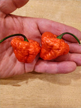 Load image into Gallery viewer, Scotch Brains, Brainy Bonnet Cross pepper close-up, hot pepper seeds grown in Nebraska
