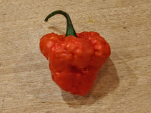 Load image into Gallery viewer, Scotch Brains, Brainy Bonnet Cross pepper harvest, isolated pepper seeds for sale