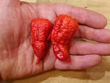 Load image into Gallery viewer, Naga Viper, Former World Record Super Hot pepper close-up, hot pepper seeds grown in Nebraska