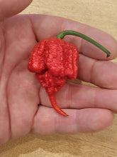 Load image into Gallery viewer, 7 Pot Primo 10+ Isolated Seeds Capsicum Chinense